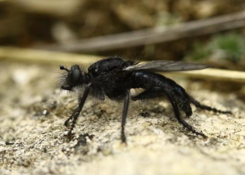 Andrenosoma atrum